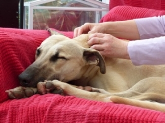 Mr P sleeping through the kneading massage